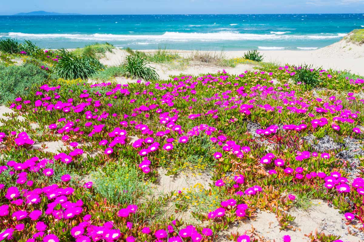 spiaggia di Platamona in Sardegna