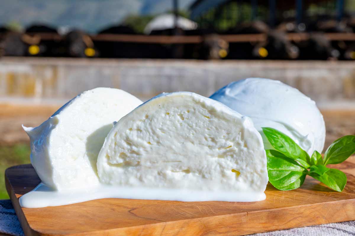 mozzarella di bufala campana