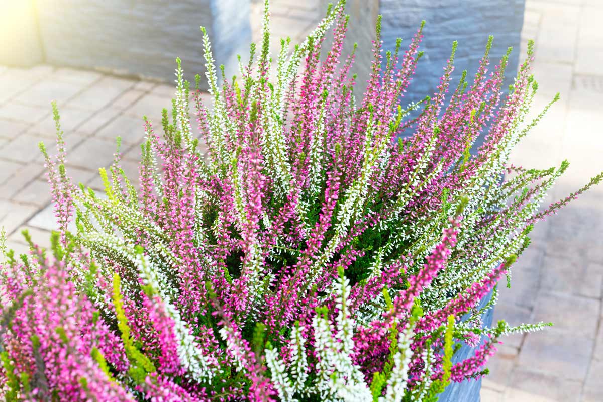 Erica o Calluna Vulgaris