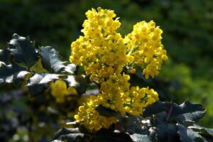 Mahonia