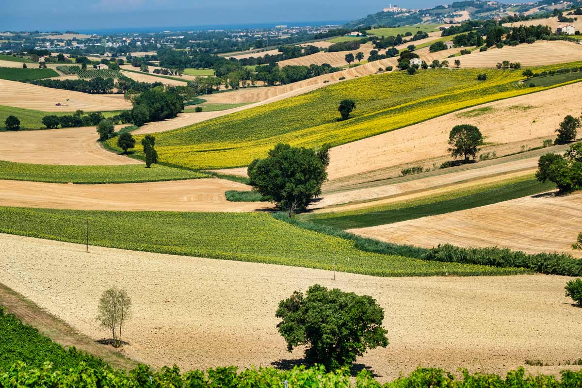 campi di girasoli vicino Montefano