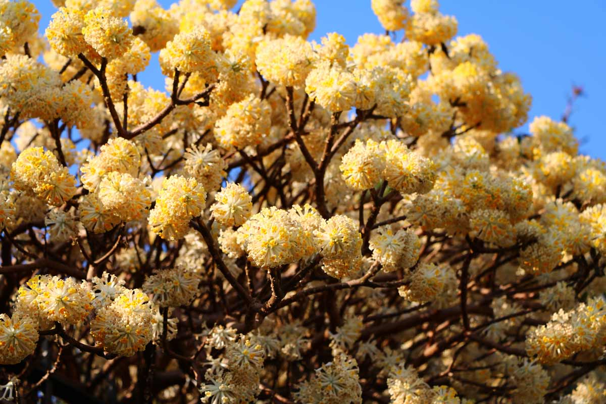 Edgeworthia