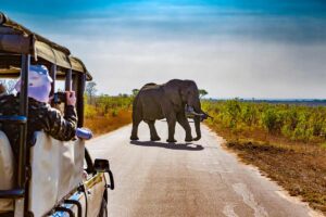 elefante al Parco Kruger, Sudafrica