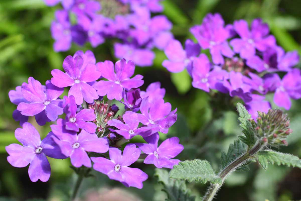 Verbena