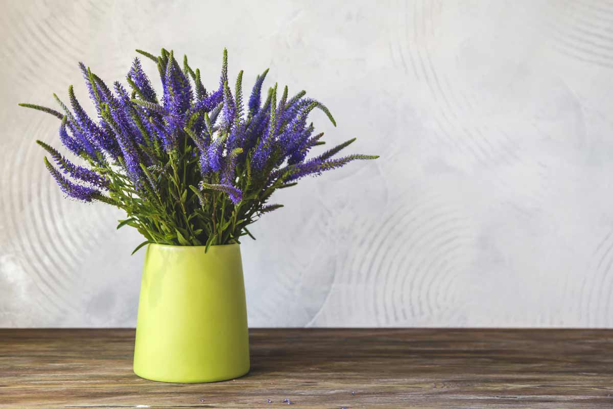 Veronica officinalis in vaso