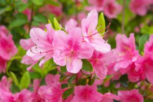 Azalea