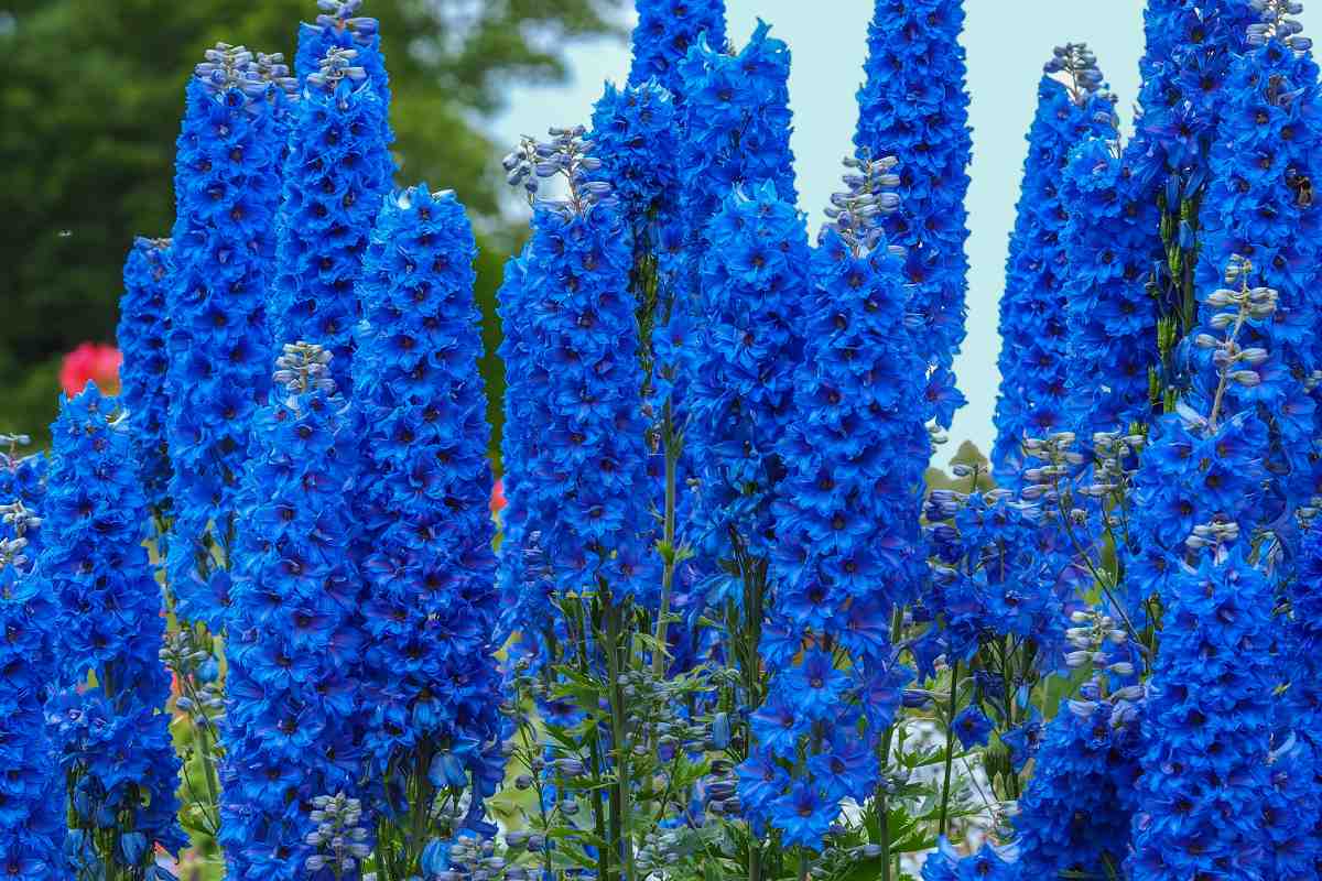 Delphinium