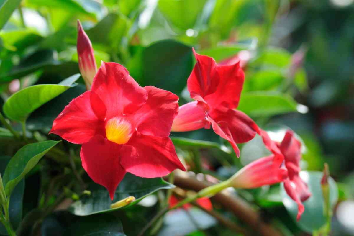 Dipladenia in giardino