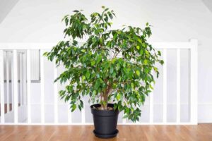 Ficus Benjamin in vaso