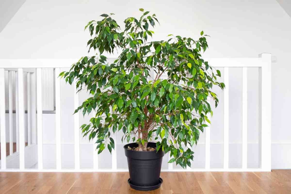 Ficus Benjamin in vaso