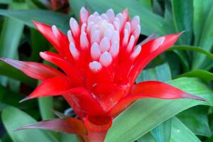 Guzmania