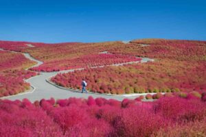 Hitachi Seaside Park in autunno