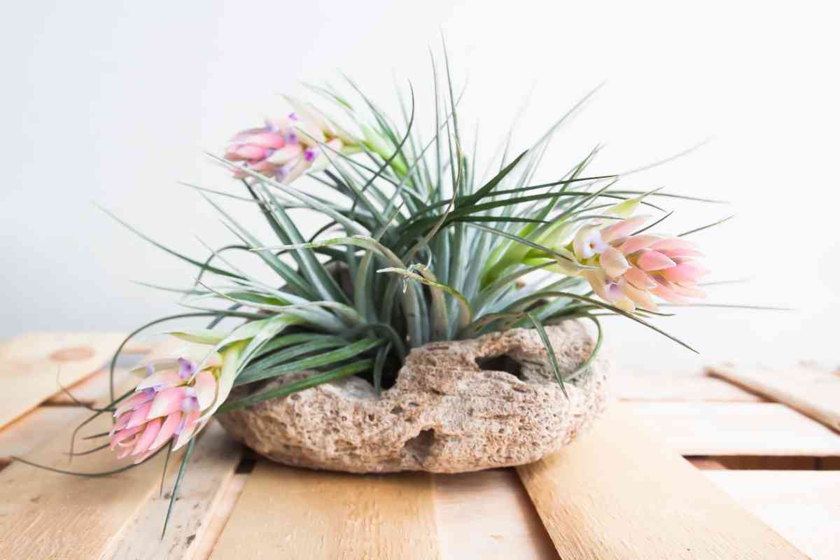 Tillandsia