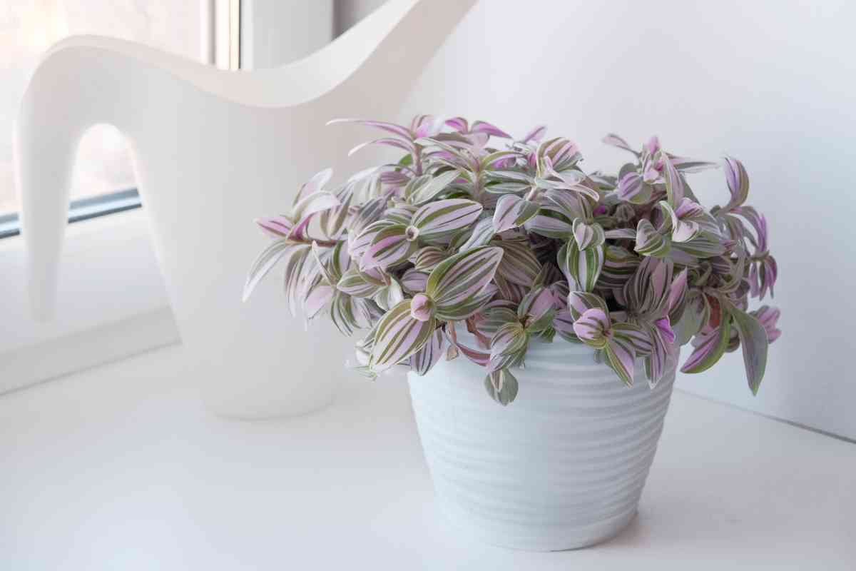 Tradescantia albiflora in vaso