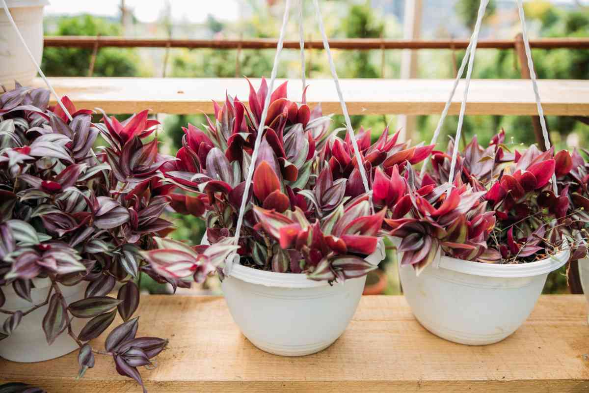 tradescantia zebrina in vaso