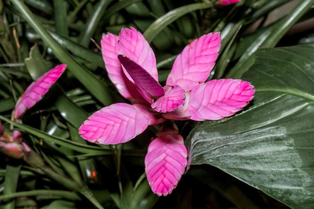 Tillandsia cyanea