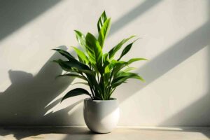 Aspidistra