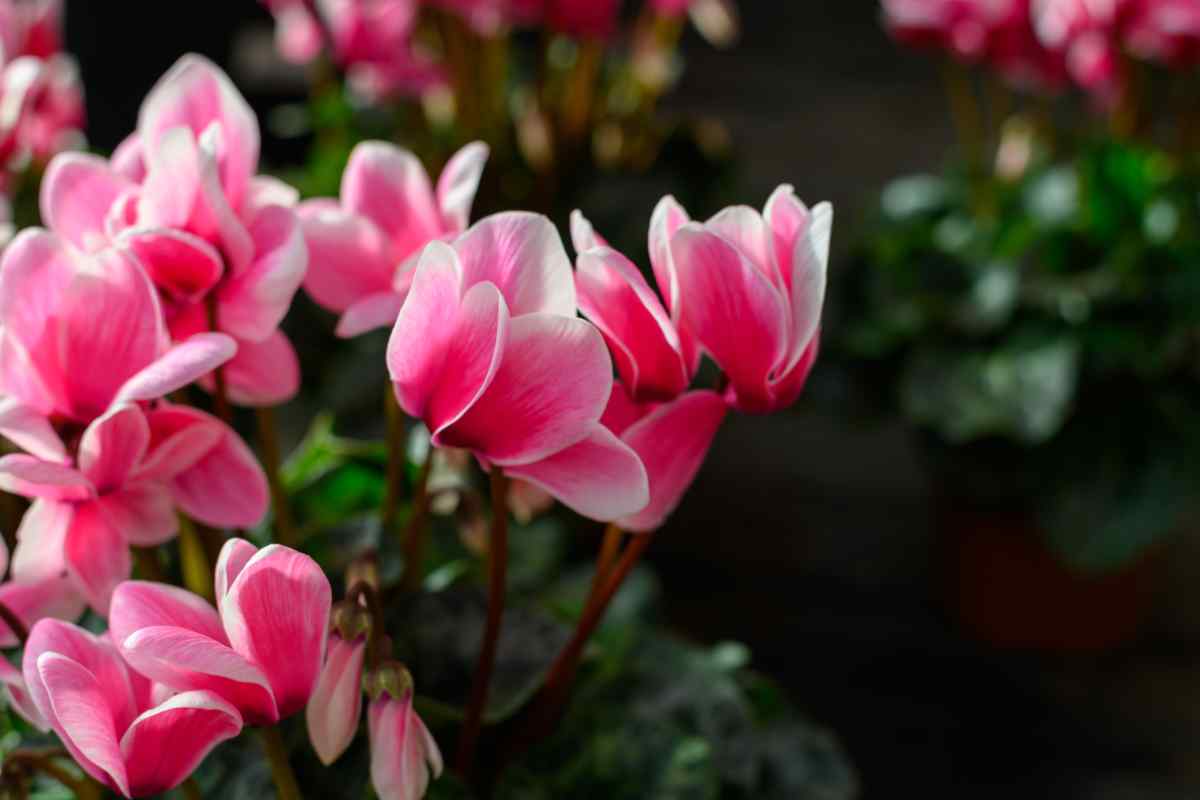 ciclamino con fiori rosa