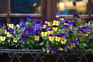 viola del pensiero sul balcone