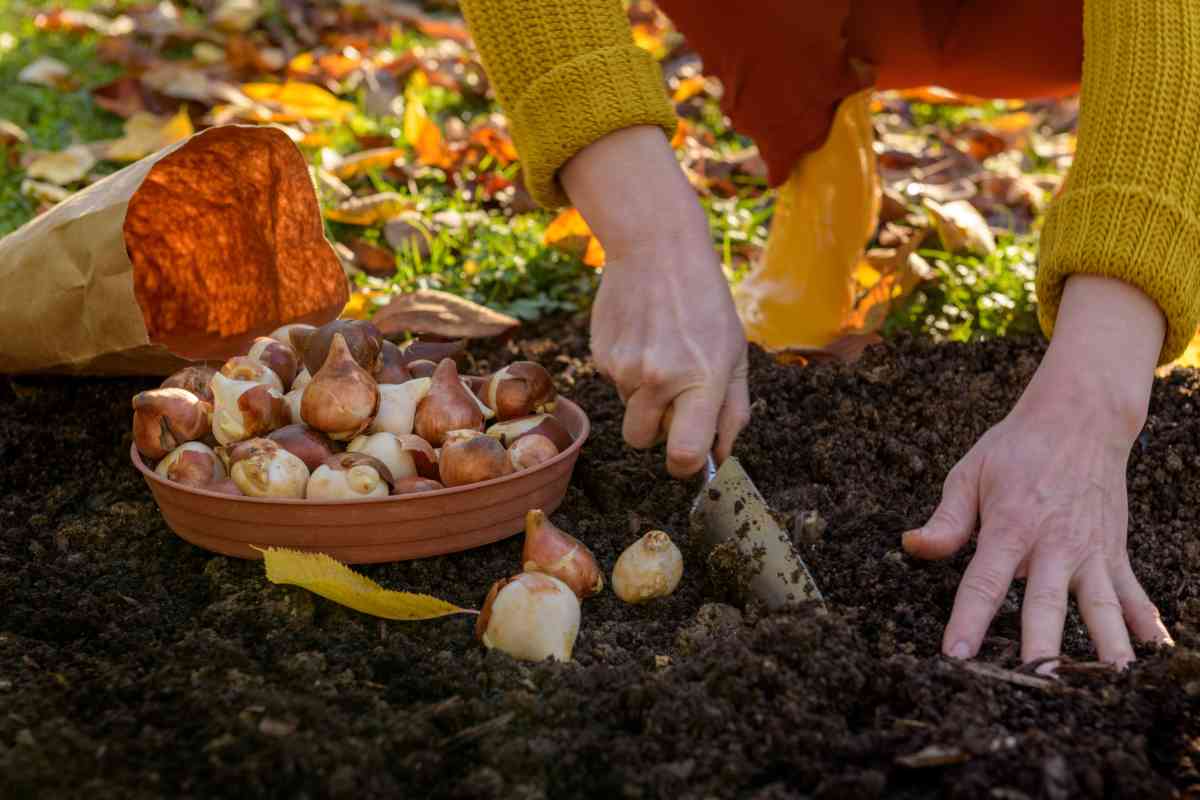 donna pianta bulbi di tulipano