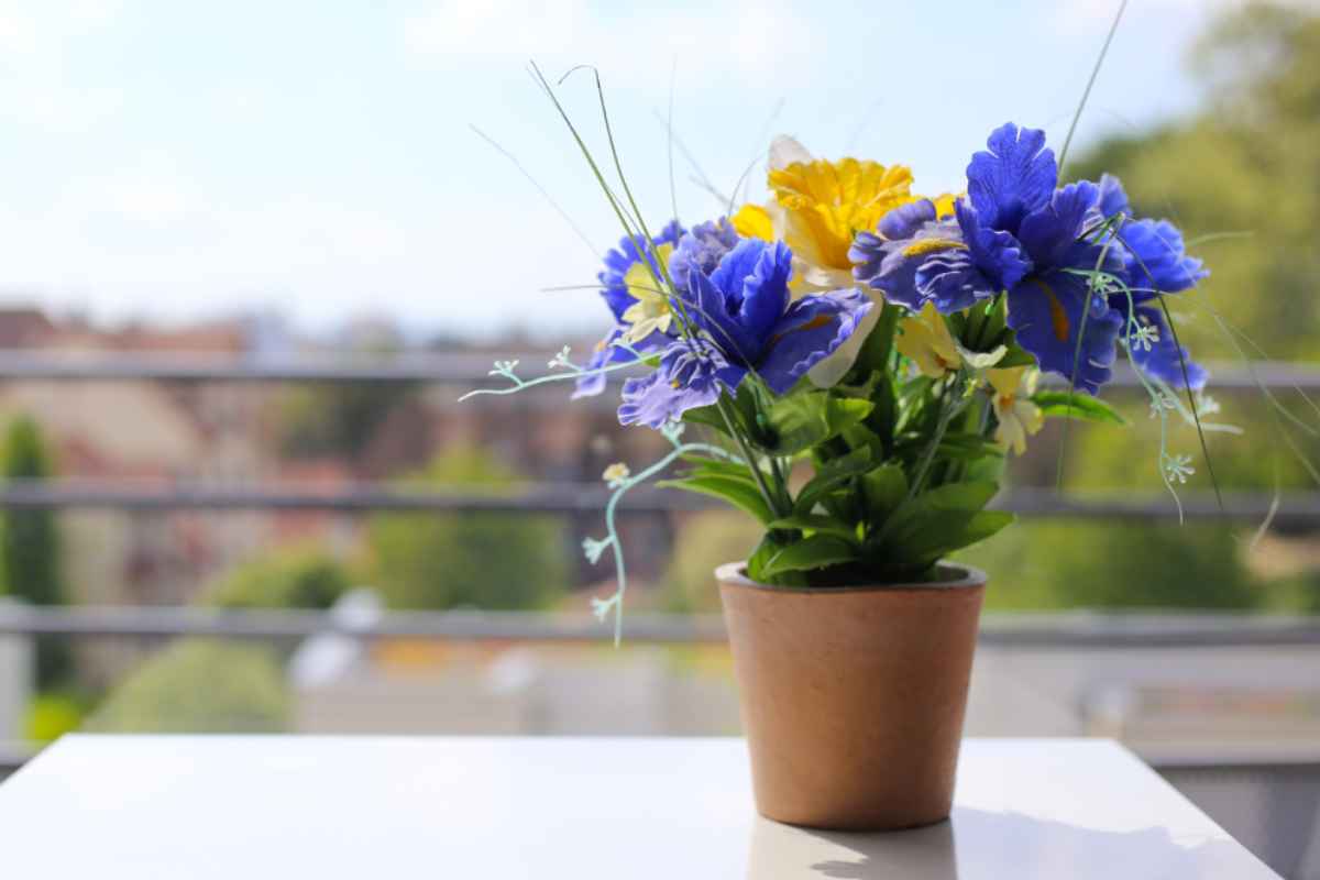 iris in vaso sul balcone