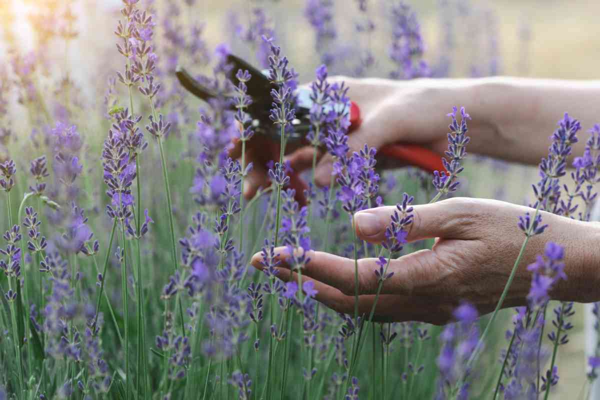 potare la lavanda