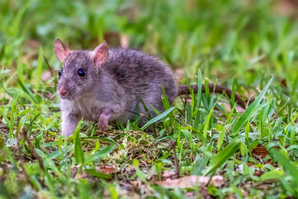 ratto in giardino