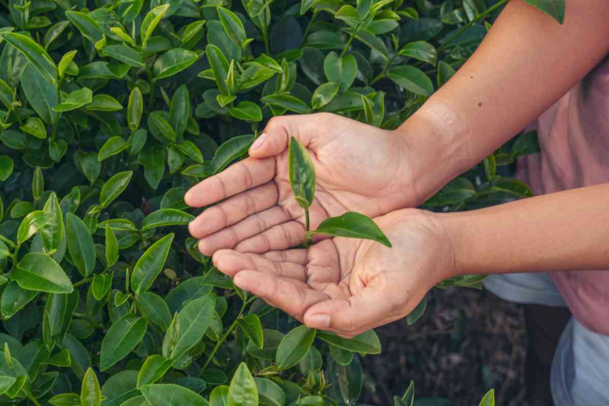 Camellia Sinensis, pianta del tè