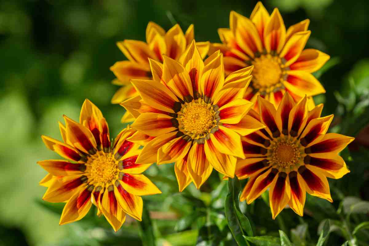 Gazania