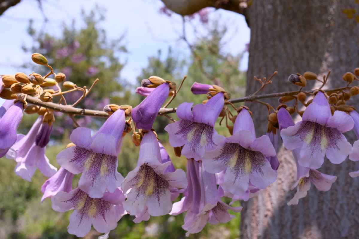 Albero di Paulownia Tomentosa