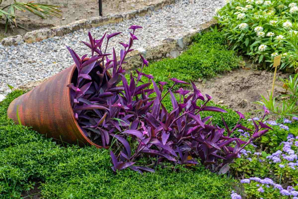 Tradescantia Pallida in giardino