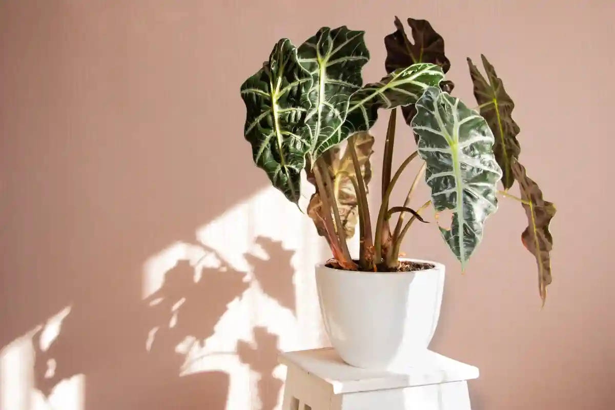 Alocasia in vaso