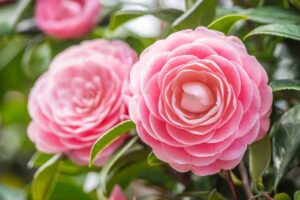 camelia giapponese rosa