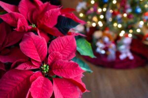 Poinsettia, o Stella di Natale