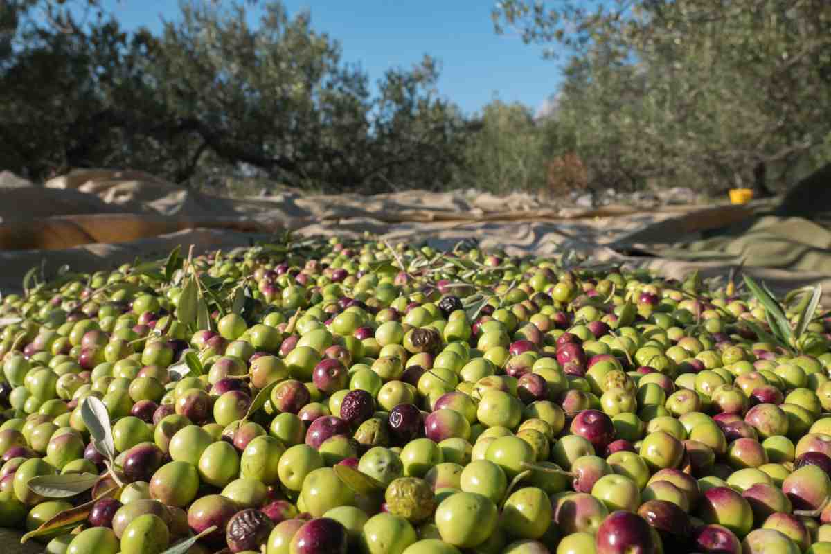 raccolta delle olive