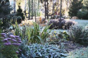 giardino invernale