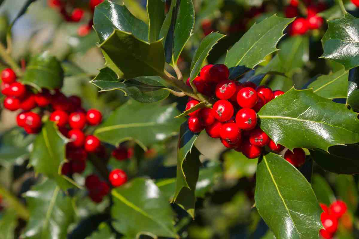 Agrifoglio, Ilex aquifolium