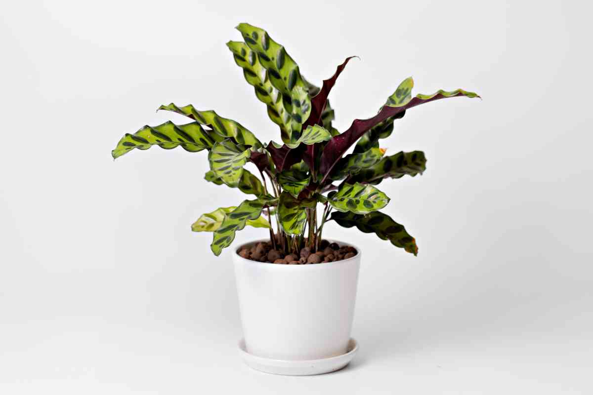 Calathea Lancifolia in vaso