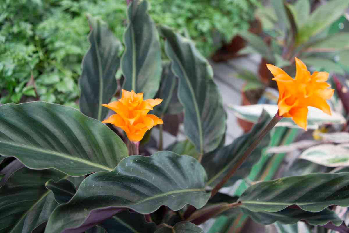 calathea crocata