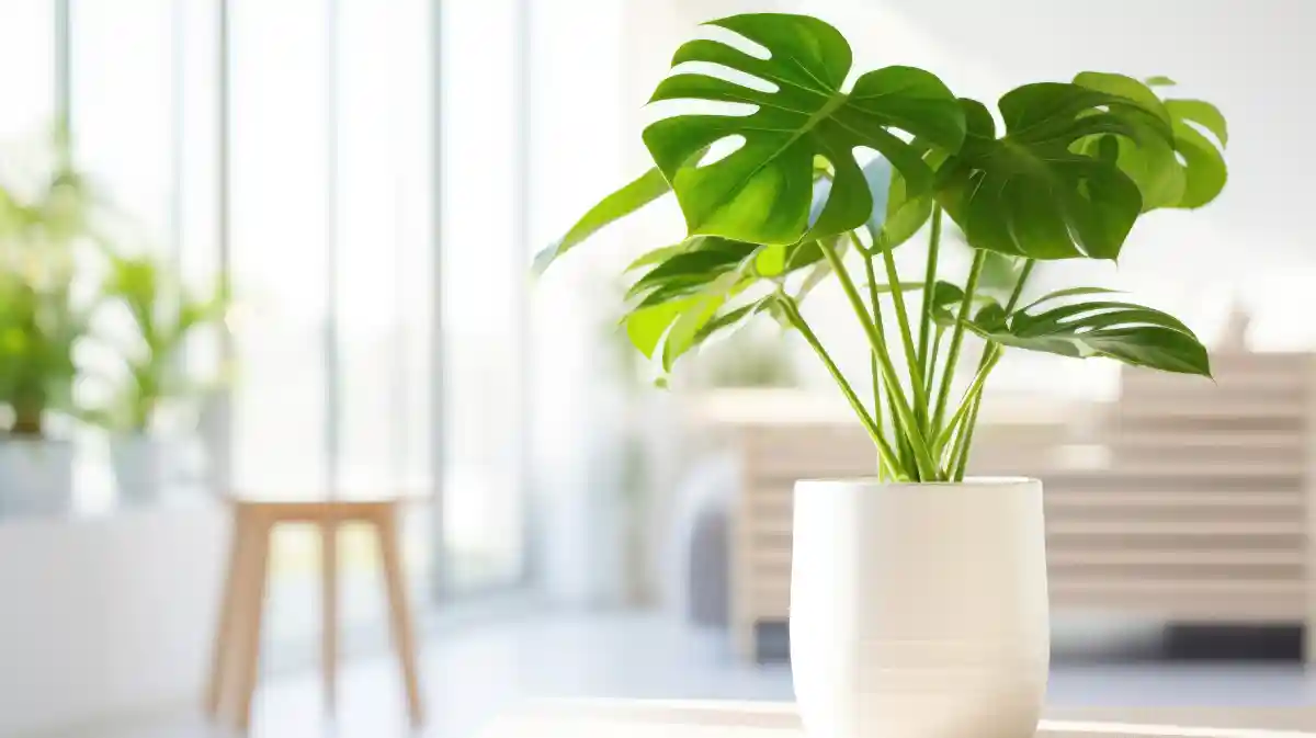 Monstera Deliciosa in vaso