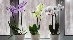 orchidee Phalaenopsis