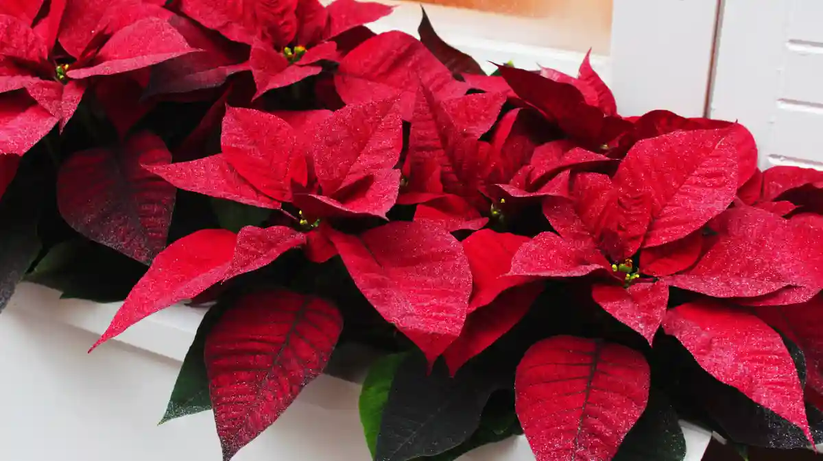 Poinsettia sul balcone