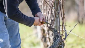 uomo pota le vigne