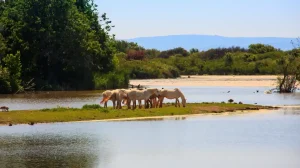 cavalli Camargue sull'isola della Cona