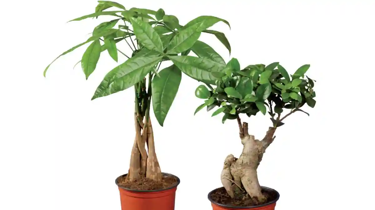 Ficus Ginseng e Pachira Lidl