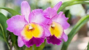 orchidee Cattleya