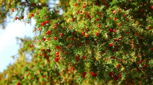 Taxus Baccata