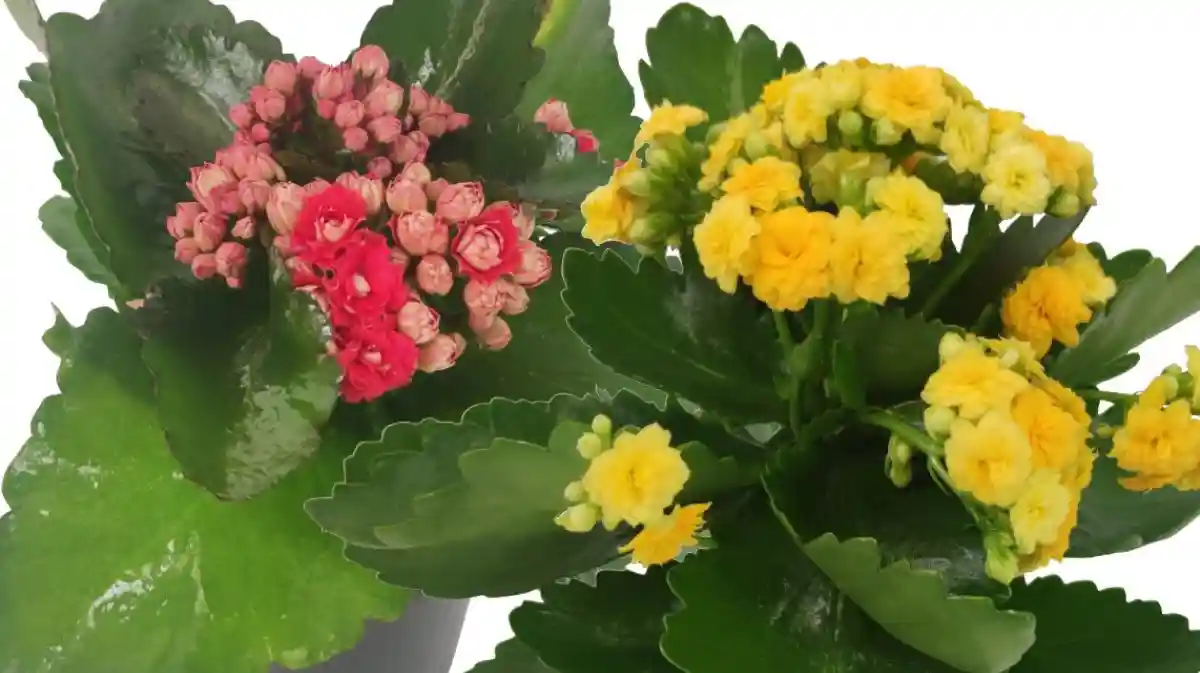 Kalanchoe lidl